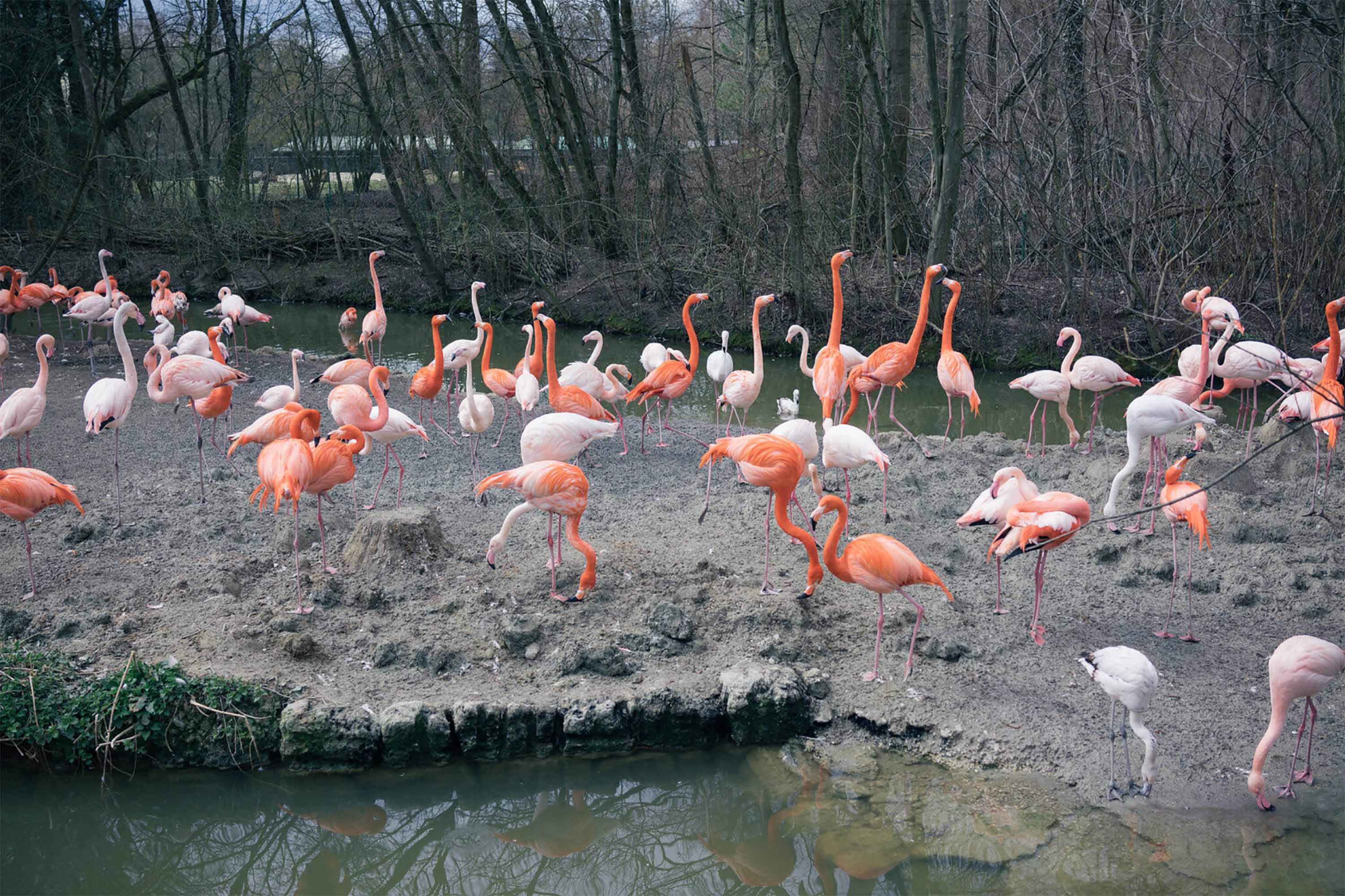 Animals Flamingos 3000